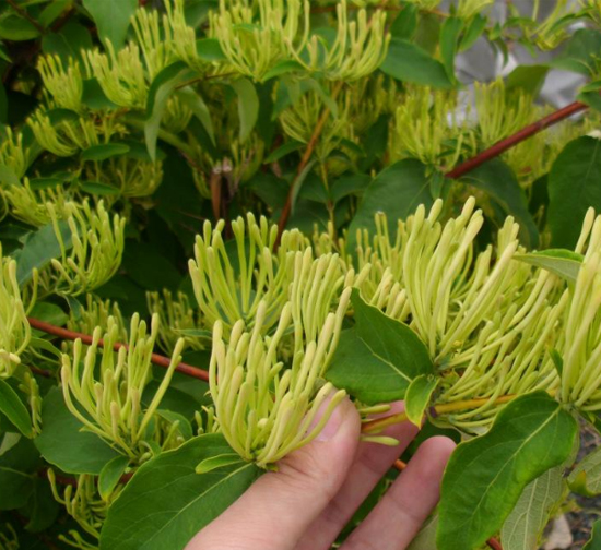 萊蕪菊花種植基地