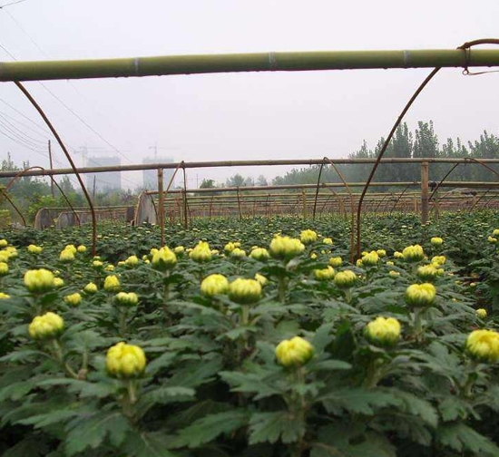 萊蕪菊花種苗基地