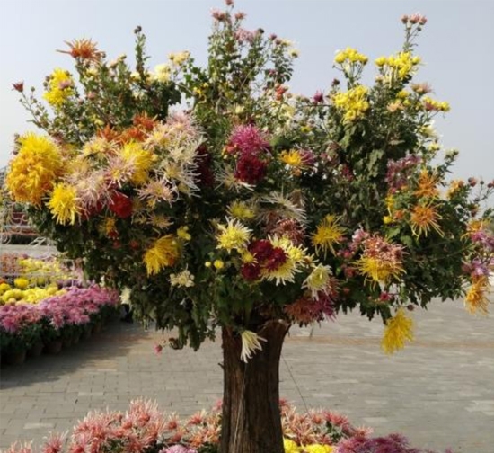 山東造型菊花